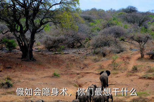 假如會隱身術(shù)，你們最想干什么