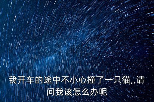 汽車撞了貓怎么保險,開車撞死貓意味著即將到來財富被送走了