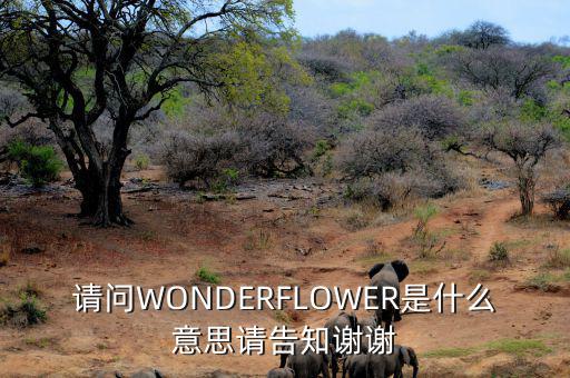 請(qǐng)問WONDERFLOWER是什么意思請(qǐng)告知謝謝