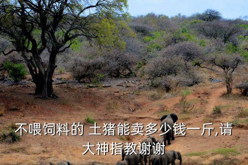 土豬銷售怎么樣,土豬和飼料豬同時養(yǎng)長更快適合人們食用