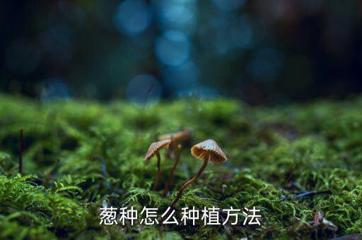 蔥種怎么種植方法