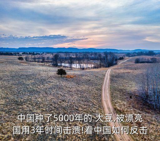 中國種了5000年的 大豆,被漂亮國用3年時間擊潰!看中國如何反擊