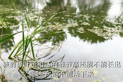 被剪掉葉子和莖的節(jié)節(jié)高還能不能長(zhǎng)出新葉子,能不能活下來(lái)